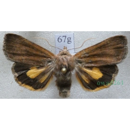 Noctua interjecta Hübner, 1803 Rolnica Czech67g